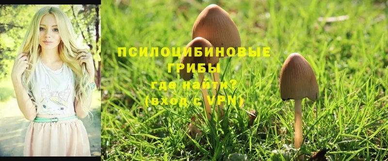 Псилоцибиновые грибы Magic Shrooms  omg ССЫЛКА  Гусь-Хрустальный 